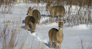 Northern Wisconsin County Has First Documented Case of CWD