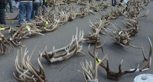 30 People Handed Trespassing Citations for Early Shed Hunting in Jackson, Wyoming