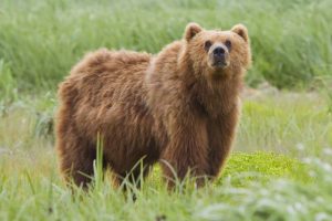 Attacked From Behind, Woman Fights Off Bear