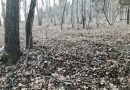 Shed Hunting Fools
