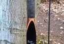 Black Ven by Broome Bows 60″ 42@28#