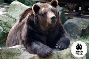 Ask a Bear: Do Bear Bells Really Work?