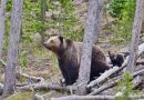 Yellowstone Grizzly Bear Removed From Endangered Species List