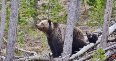Yellowstone Grizzly Bear Removed From Endangered Species List