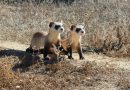 Black-Footed Ferrets Are Your New BFFs