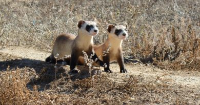 Black-Footed Ferrets Are Your New BFFs