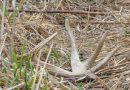 These 6 Shed Hunting Mistakes Might Explain Why You Never Find Anything