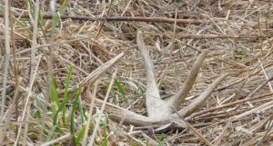 These 6 Shed Hunting Mistakes Might Explain Why You Never Find Anything