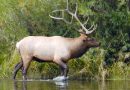 Wisconsin DNR announces first modern-day elk hunt for fall of 2018