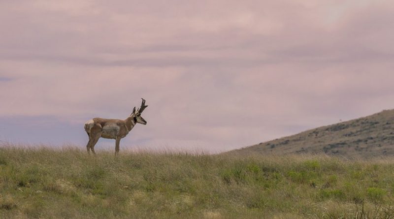 Your Basic Timeline Template for a Wyoming Pronghorn Hunt