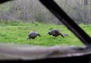 Quick ticket to more turkey kills: buy better decoys
