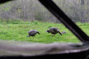 Quick ticket to more turkey kills: buy better decoys