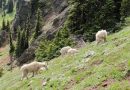 Olympic National Park Plans to Pack Up its Mountain Goats and Ship Them Away