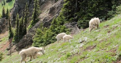 Olympic National Park Plans to Pack Up its Mountain Goats and Ship Them Away