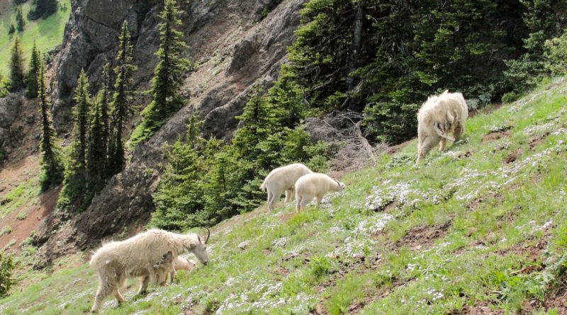 Olympic National Park Plans to Pack Up its Mountain Goats and Ship Them Away
