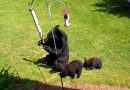 DNR: Take action now to reduce bear problems [video]
