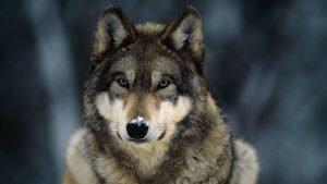 NPS Plans to Release Dozens of Wolves on Isle Royale