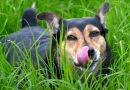 3 DIY Dog Treats for Your Adventure Pup