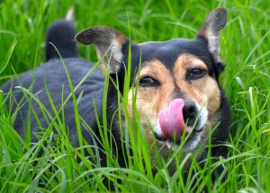 3 DIY Dog Treats for Your Adventure Pup