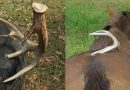 8 Incredibly Strange Places People Have Found Shed Antlers