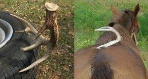 8 Incredibly Strange Places People Have Found Shed Antlers
