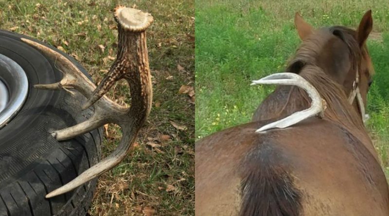 8 Incredibly Strange Places People Have Found Shed Antlers