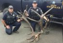 Oregon Poachers to Pay Thousands in Restitution for Killing of 8X6 Bull Elk