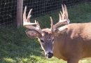 System Failure Could Have Big Implications for Minnesota CWD Case