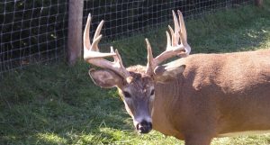 System Failure Could Have Big Implications for Minnesota CWD Case