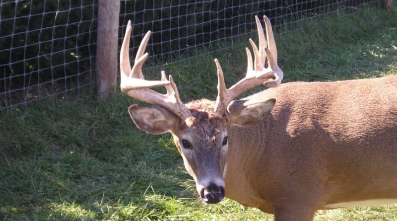 System Failure Could Have Big Implications for Minnesota CWD Case