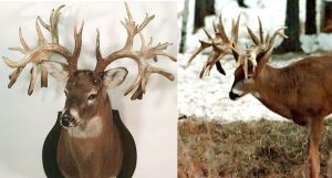 #WhitetailWednesday: 5 World-Record Bucks That Successfully Avoided All Hunters
