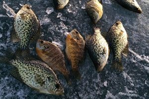 Ice fishing tip: catching late-season crappies you didn’t know existed
