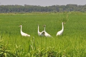 Tracking whoopers: North Dakota readies for migrating whooping cranes