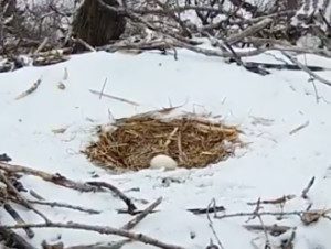 Eagle Cam update: Cruel winter taking its toll 