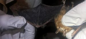 White-nose syndrome in Kansas: Bat disease confirmed in 32nd state