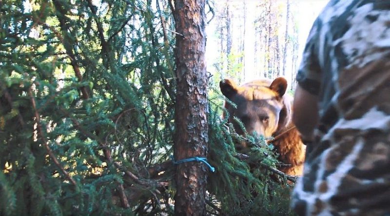 Face-to-Face with a Big Bear and Only a Recurve in Hand