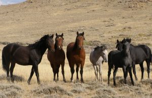 Mulling Montana mustangs: In what would be a first, federal protections sought for wild horses