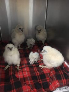 Mini owl irruption out west? Wyoming wildlife center takes in 19 baby owls, all displaced from Idaho in 24 hours