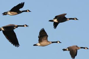Duck opening dates, Canada geese bag limits/zones highlight changes in Wisconsin migratory bird hunting regs 