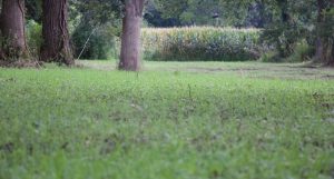 The Best Seeds to Plant for This Deer Season