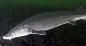DEC looks to remove lake sturgeon from threatened list in New York no later than 2024