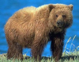 Idaho bid for grizzly hunt continues with public meetings, input