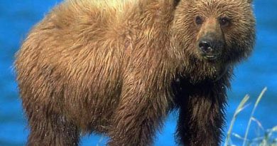 Idaho bid for grizzly hunt continues with public meetings, input