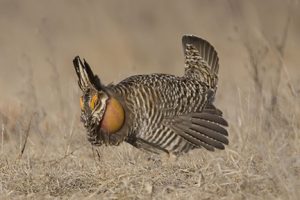 Boom time on central Wisconsin’s grasslands