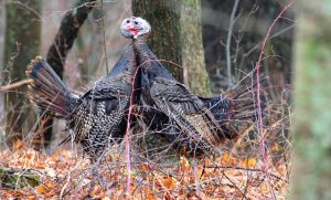 Portable blinds sometimes the best bet for turkey hunting in bad weather