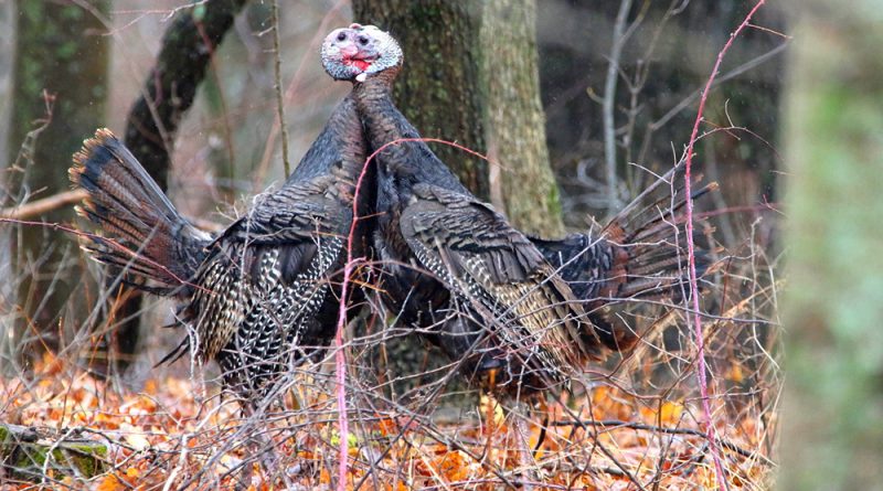 Portable blinds sometimes the best bet for turkey hunting in bad weather
