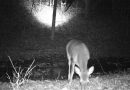 Trail Camera Captures Extremely Rare Moment