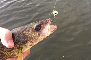 Instead of waiting for ice-out slabs, catch border-water river walleyes and pike now