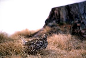 Sharp-tailed grouse drought to continue in western U.P.