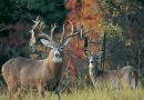 The 5 Biggest Whitetail Bucks Ever Found Dead